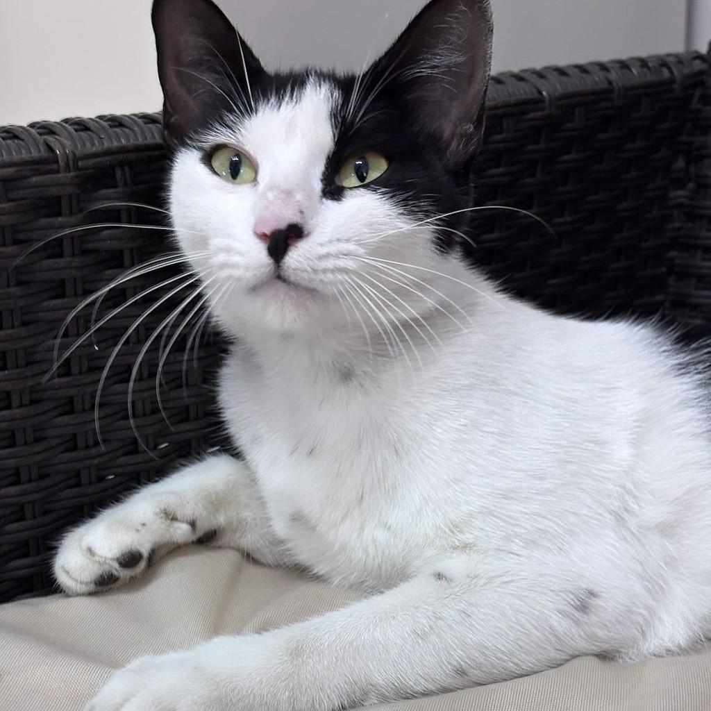 Lua, gata de porte pequeno para adoção em Rio de Janeiro - RJ
