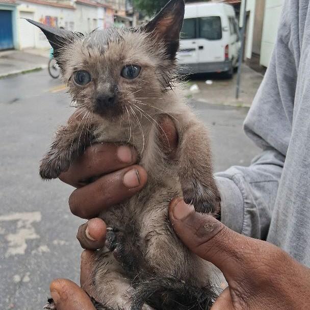 Luiza, gata de porte pequeno para adoção em Rio de Janeiro - RJ