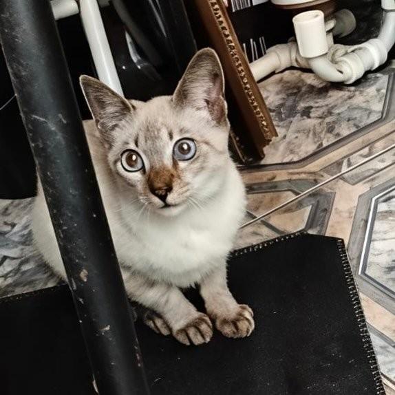 Shelby, gato de porte pequeno para adoção em Rio de Janeiro - RJ
