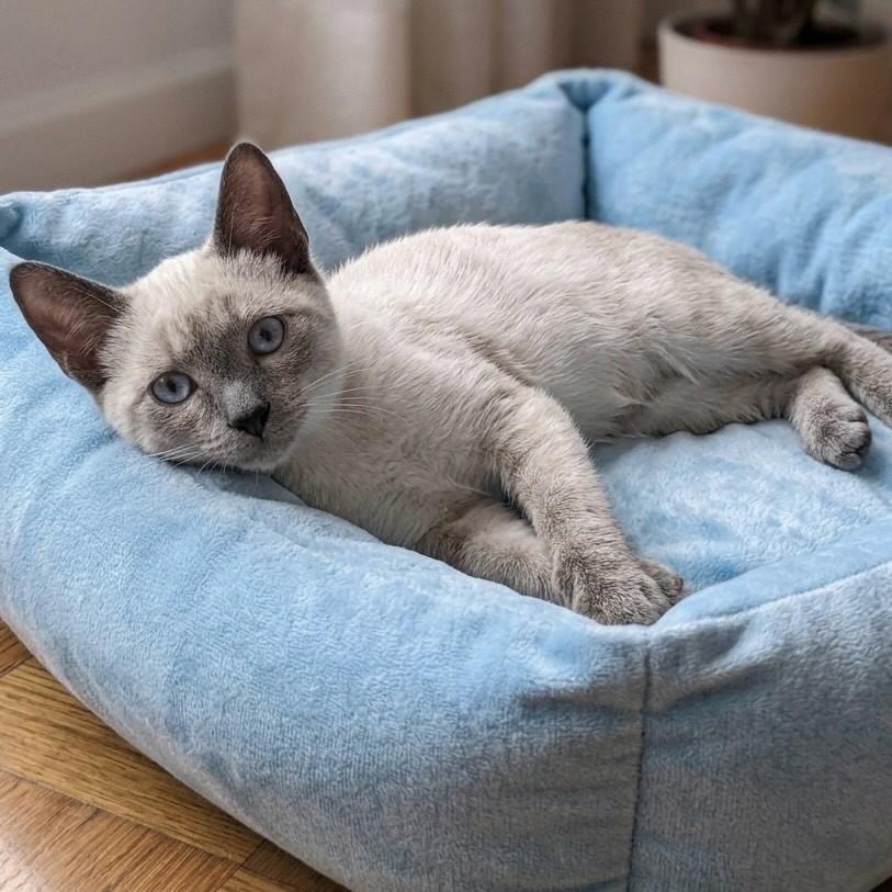 Marley, gato de porte pequeno para adoção em Rio de Janeiro - RJ