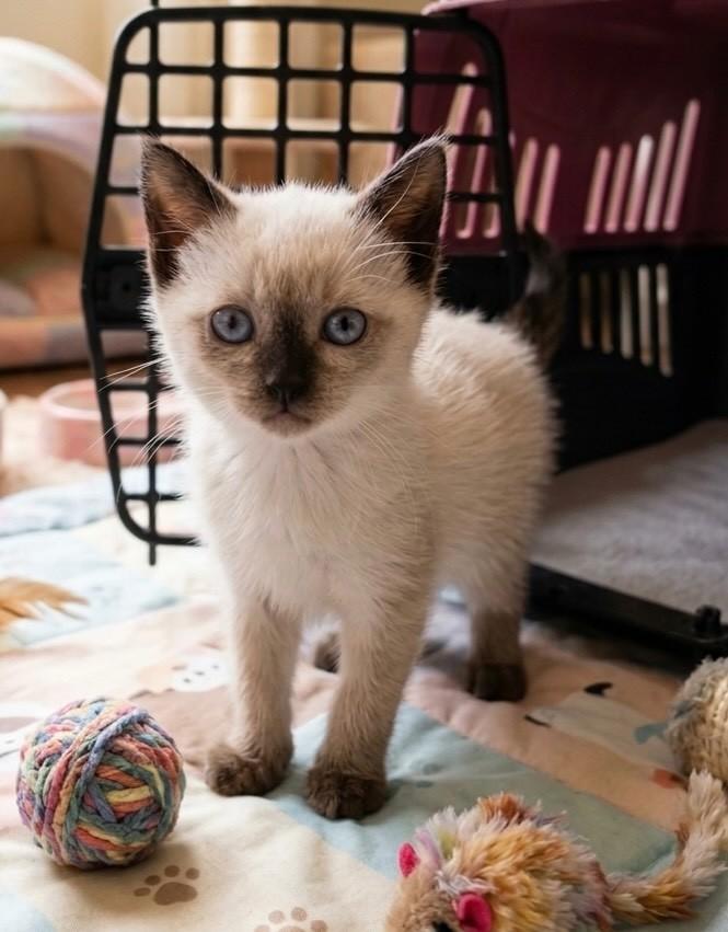 Pompom, gato de porte pequeno para adoção em Rio de Janeiro - RJ