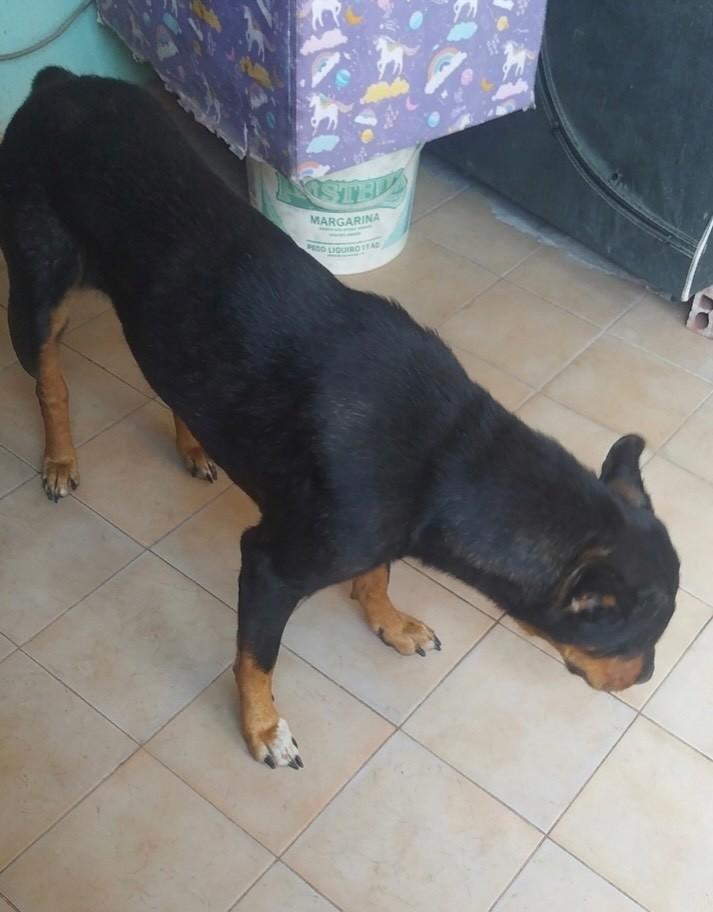 Vida, cadela de porte pequeno para adoção em Rio de Janeiro - RJ