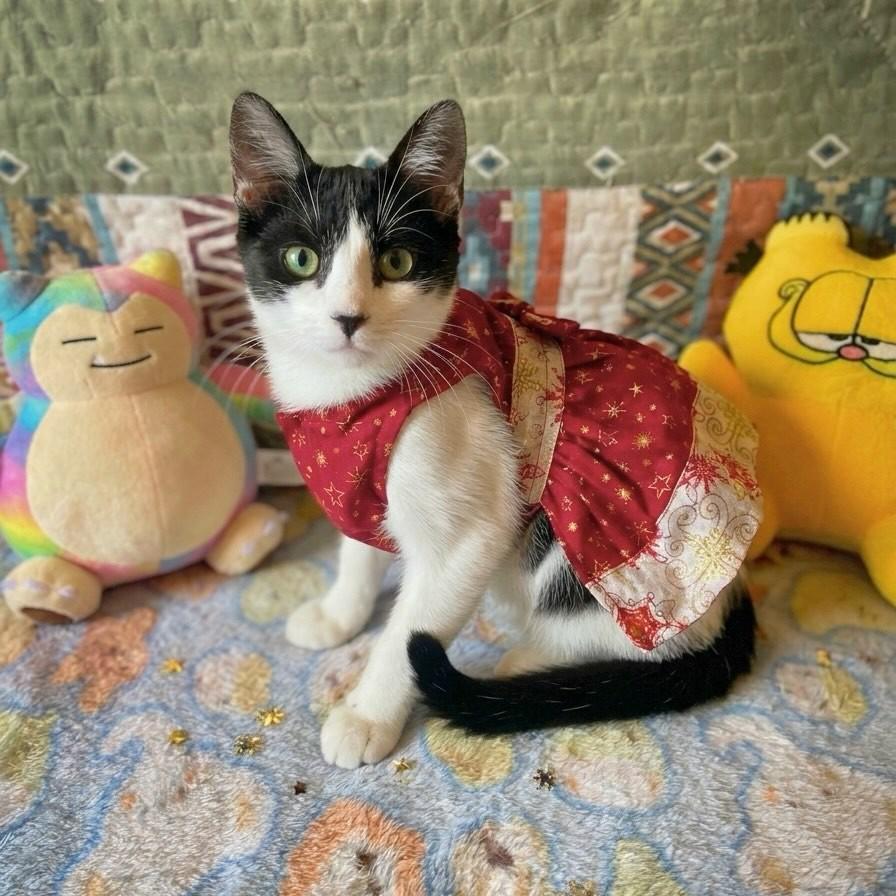 Aurora, gata de porte pequeno para adoção em Rio de Janeiro - RJ