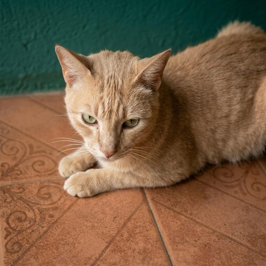 Fred, gato de porte médio para adoção em Rio de Janeiro - RJ