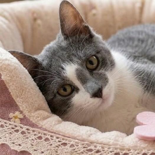 Charlotte, gata de porte médio para adoção em Rio de Janeiro - RJ