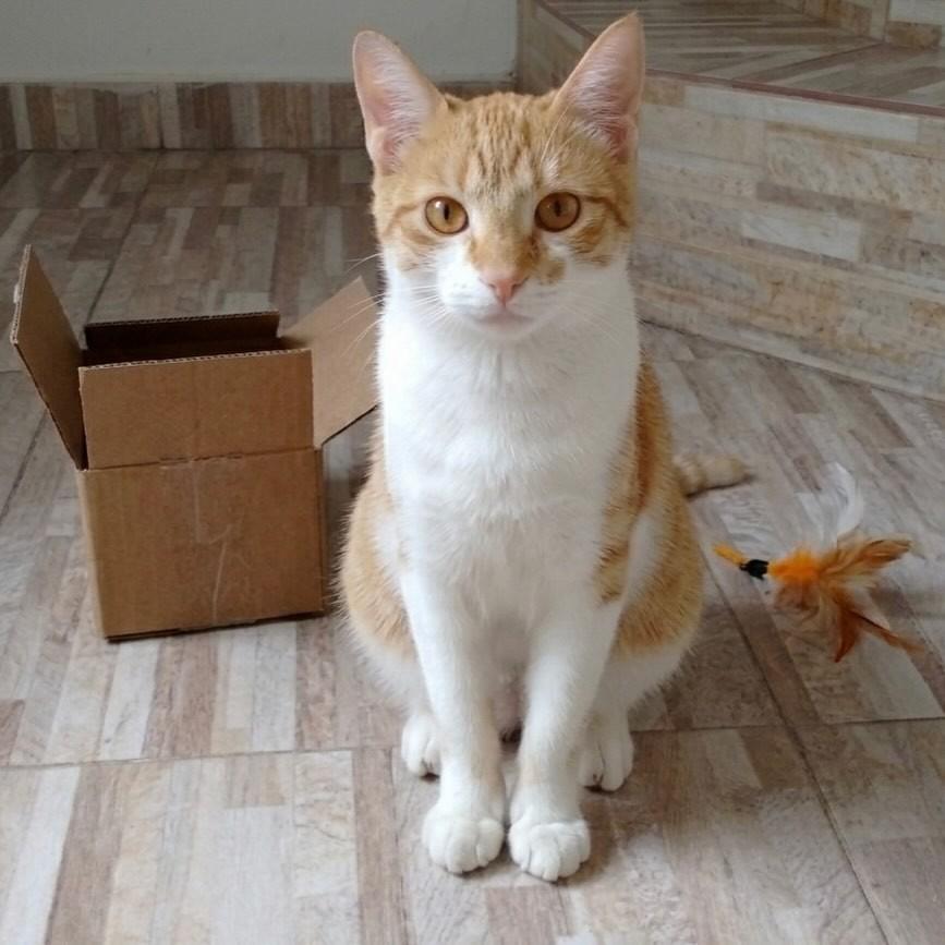 Fubá, gato de porte pequeno para adoção em Rio de Janeiro - RJ