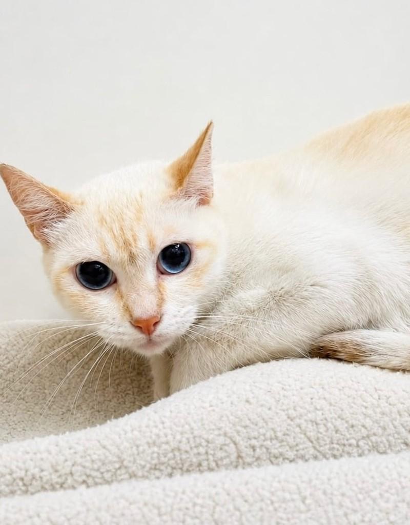 Prada, gata de porte pequeno para adoção em Rio de Janeiro - RJ