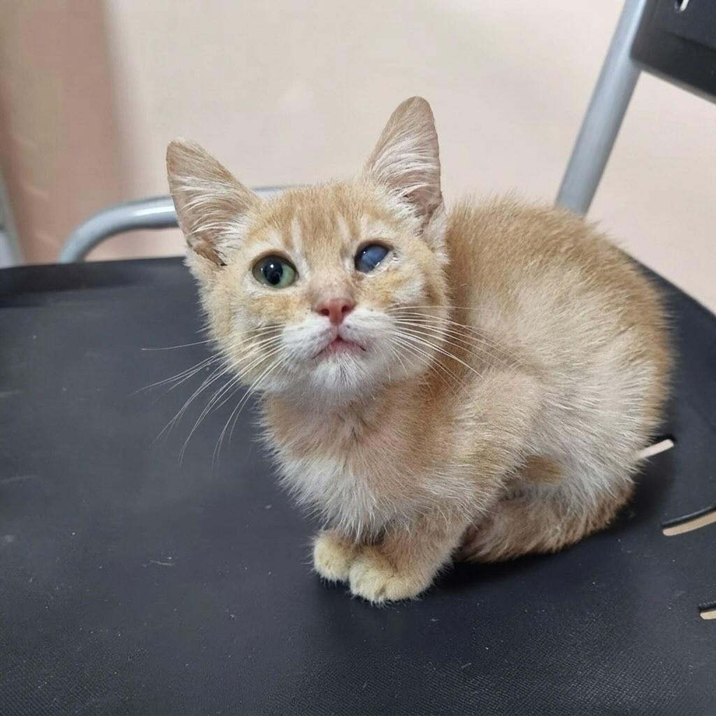 Simba, gato de porte pequeno para adoção em Rio de Janeiro - RJ