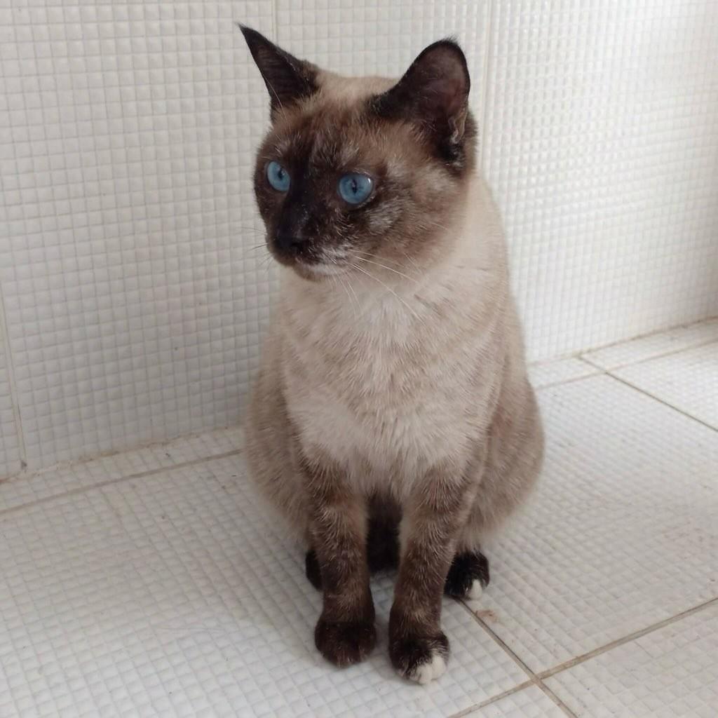 Catarina, gata de porte pequeno para adoção em Rio de Janeiro - RJ