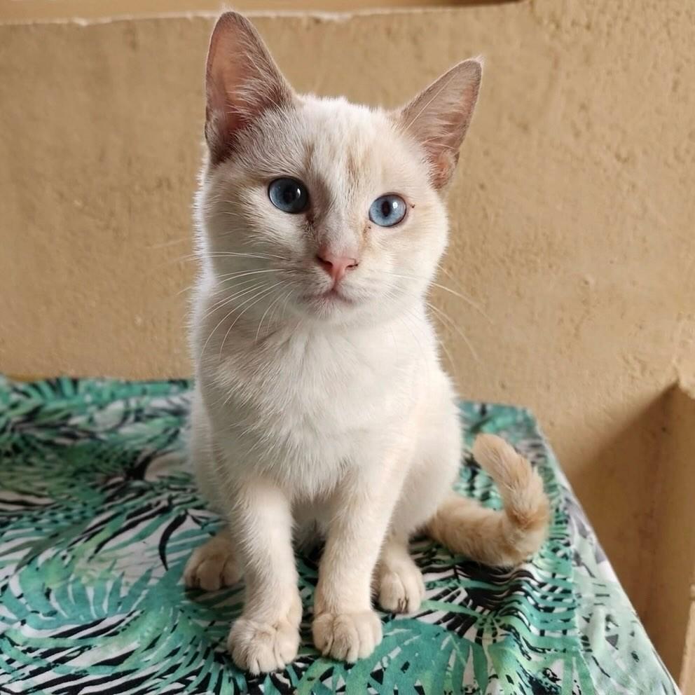 Olaf, gato de porte pequeno para adoção em Rio de Janeiro - RJ