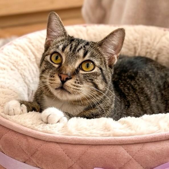 Chloe, gata de porte pequeno para adoção em Rio de Janeiro - RJ