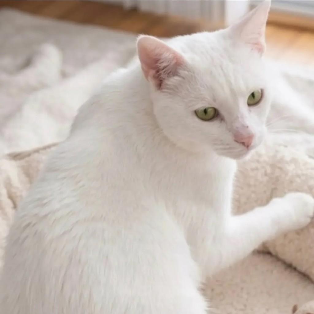 Algodão, gato de porte médio para adoção em Rio de Janeiro - RJ