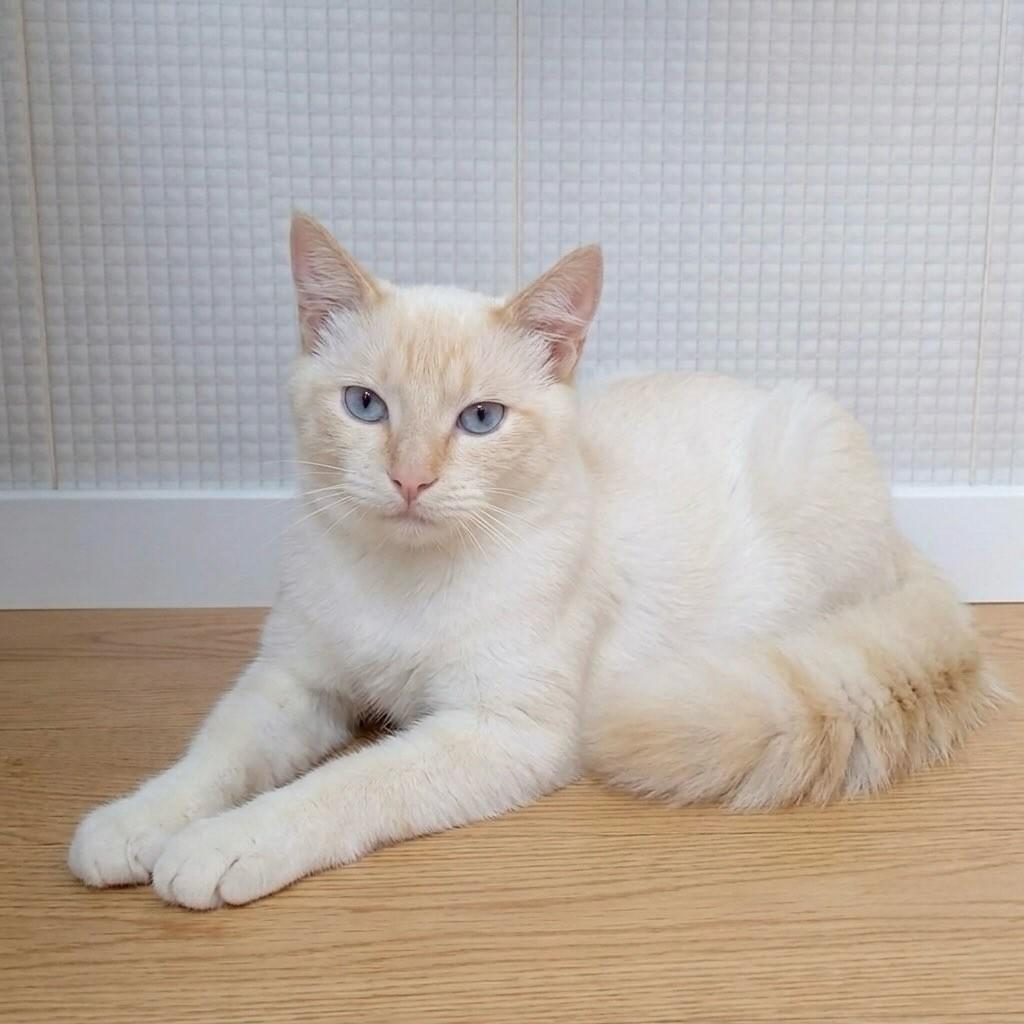 Marie, gata de porte médio para adoção em Rio de Janeiro - RJ