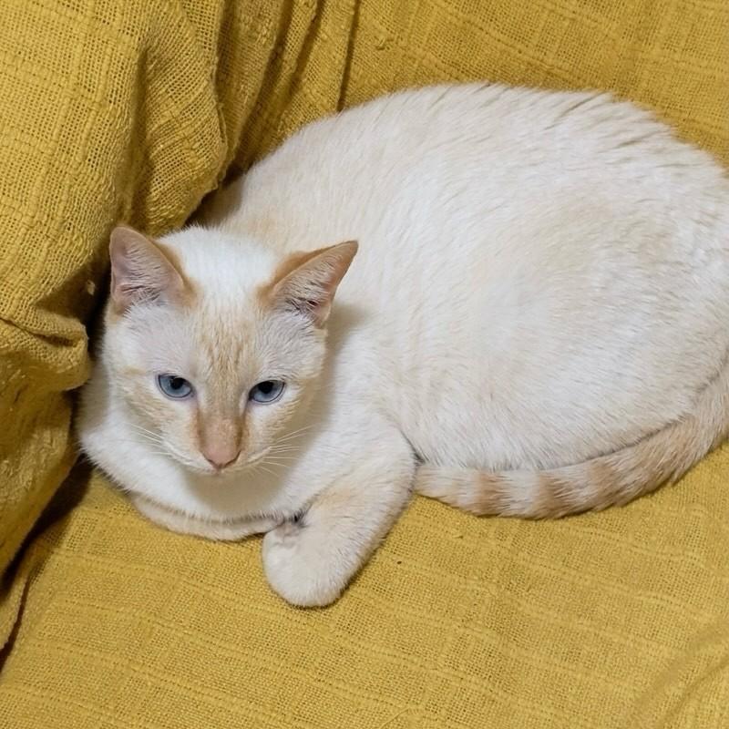 Alice, gata de porte pequeno para adoção em Rio de Janeiro - RJ
