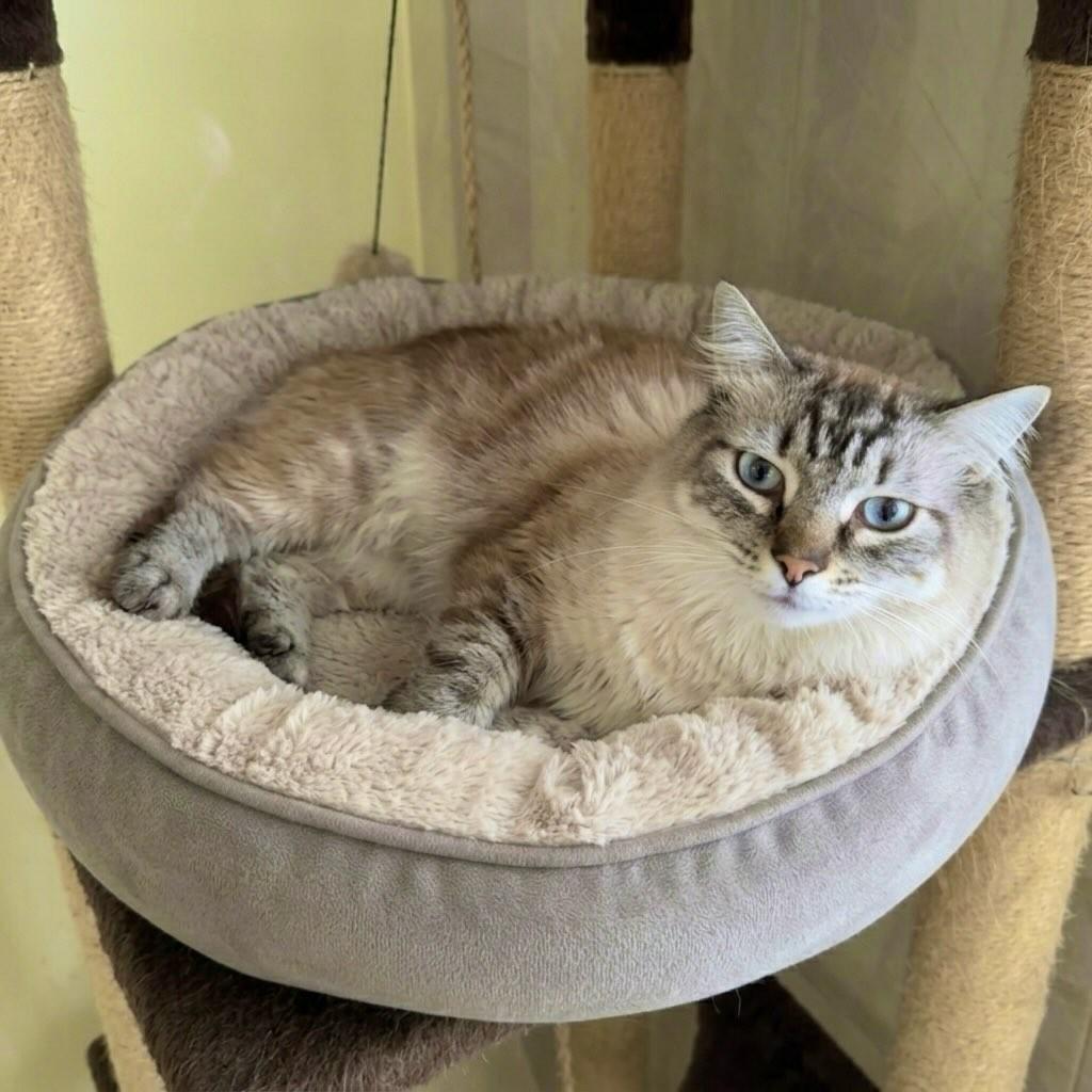 Aquiles, gato de porte grande para adoção em Rio de Janeiro - RJ