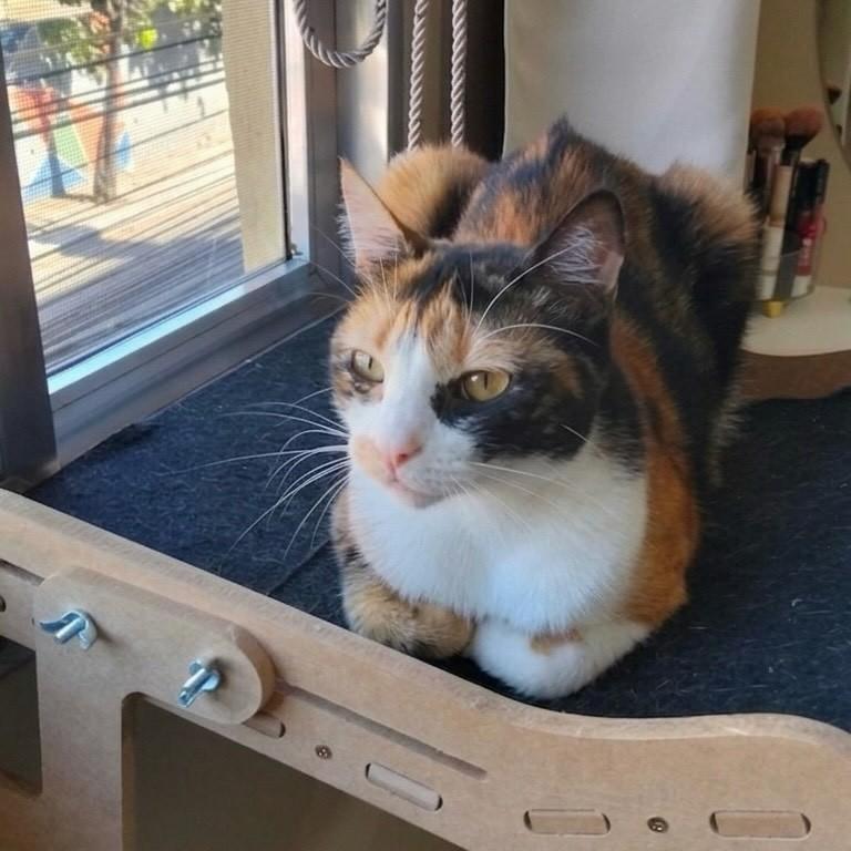 Belinha, gata de porte médio para adoção em Rio de Janeiro - RJ