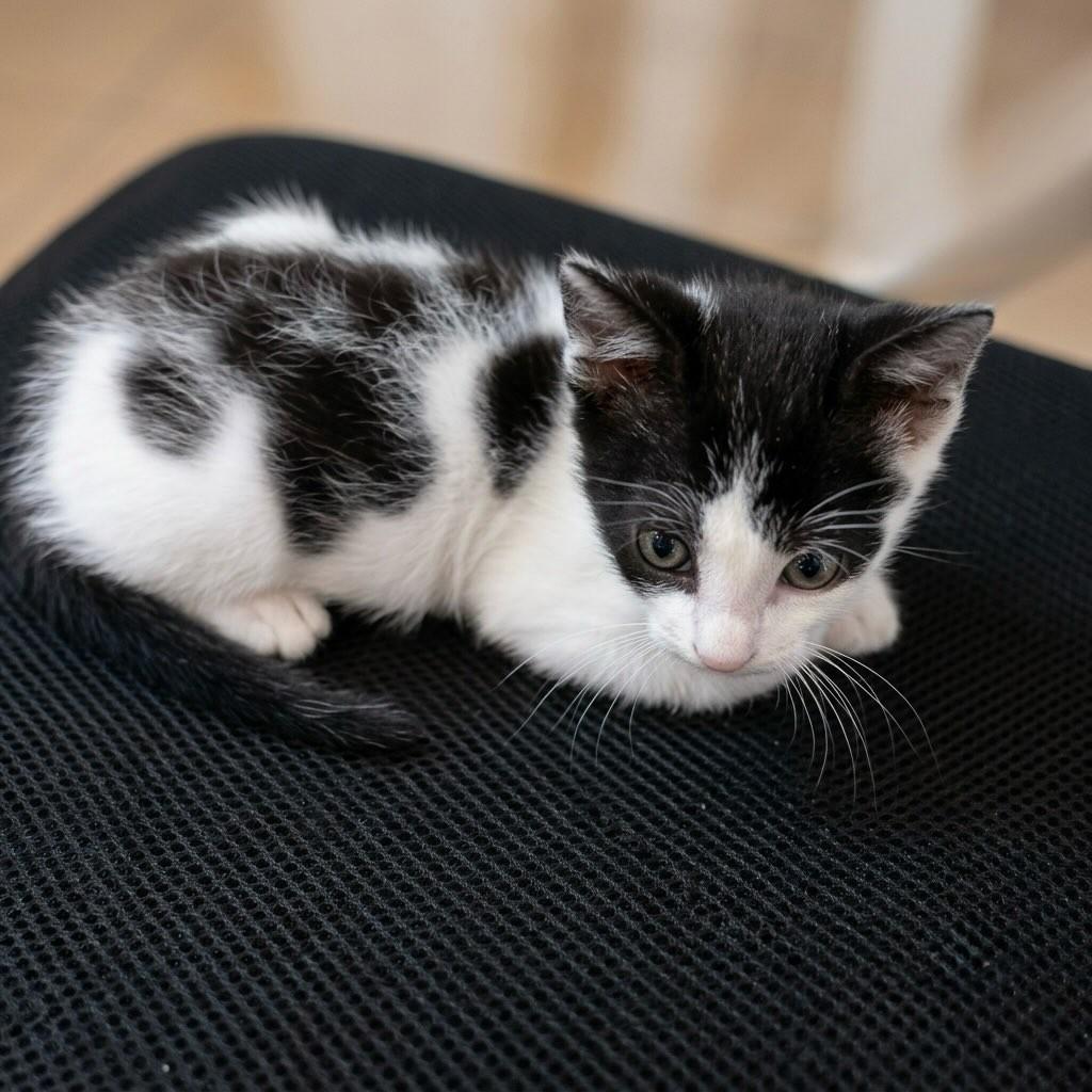 Juno, gato de porte pequeno para adoção em Rio de Janeiro - RJ