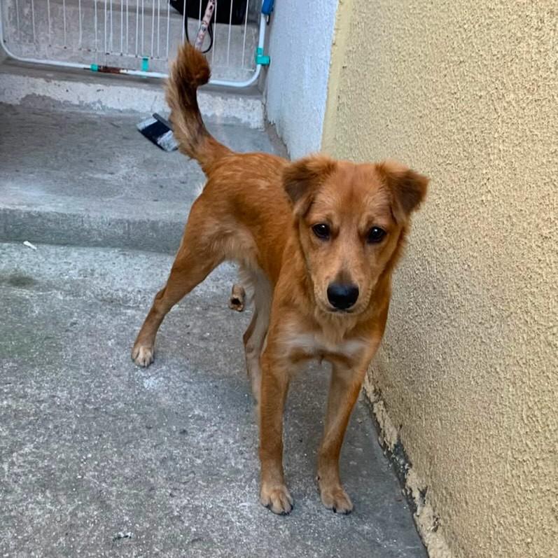 Nala, cadela de porte pequeno para adoção em Rio de Janeiro - RJ