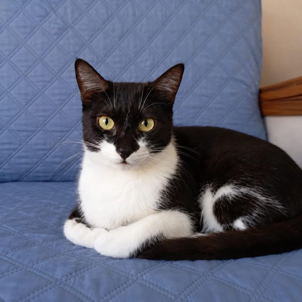 Emily, gata de porte pequeno para adoção em Rio de Janeiro - RJ