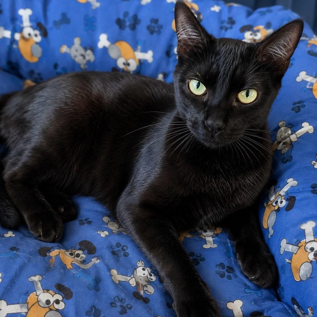 Brigadeiro, gato de porte pequeno para adoção em Rio de Janeiro - RJ