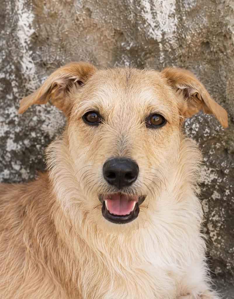 Luciano, cachorro de porte médio para adoção em Rio de Janeiro - RJ