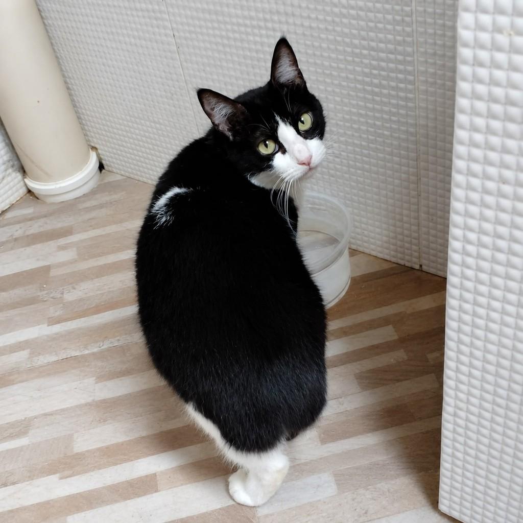 Pérola, gata de porte médio para adoção em Rio de Janeiro - RJ