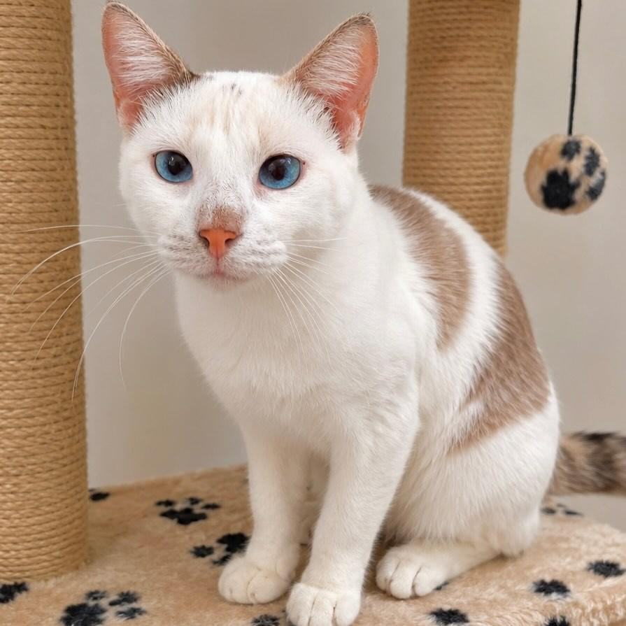 Sandy, gata de porte médio para adoção em Rio de Janeiro - RJ