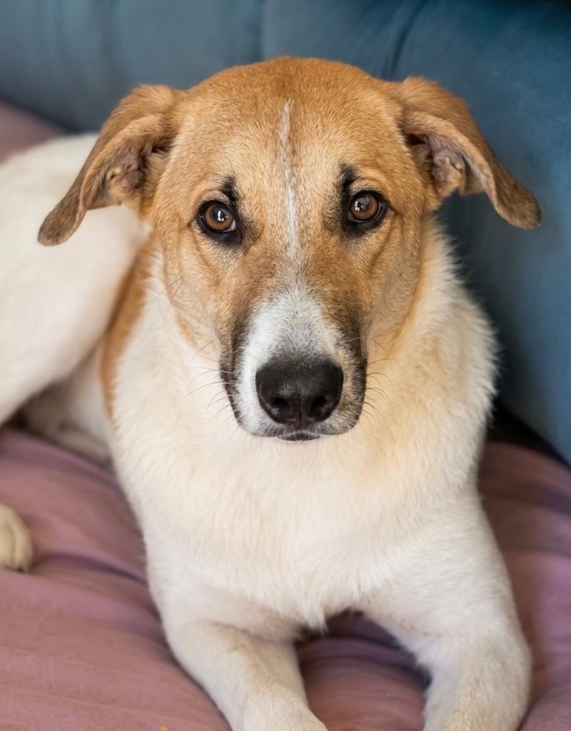 Bingo Valentim, cachorro de porte médio para adoção em Rio de Janeiro - RJ