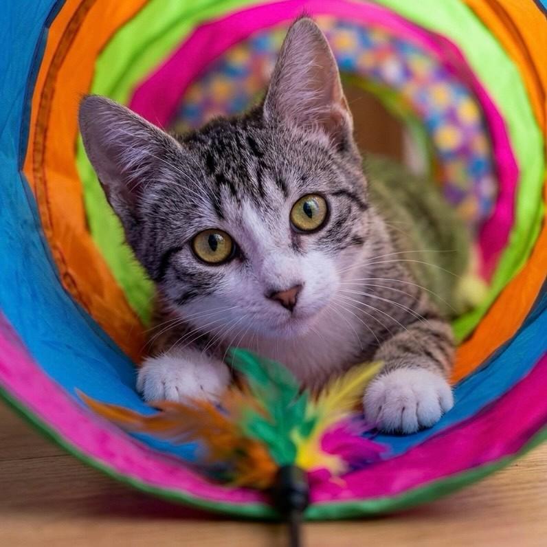 Coxinha, gato de porte pequeno para adoção em Rio de Janeiro - RJ