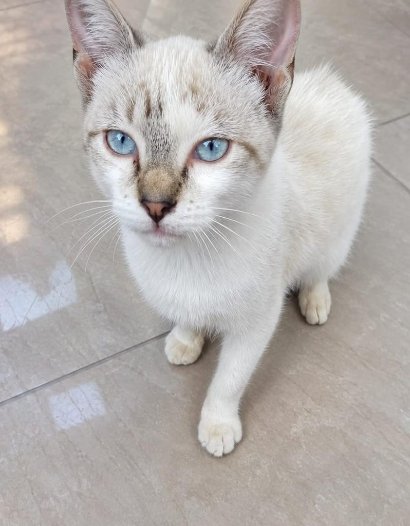 Augusto, gato de porte pequeno para adoção em Rio de Janeiro - RJ