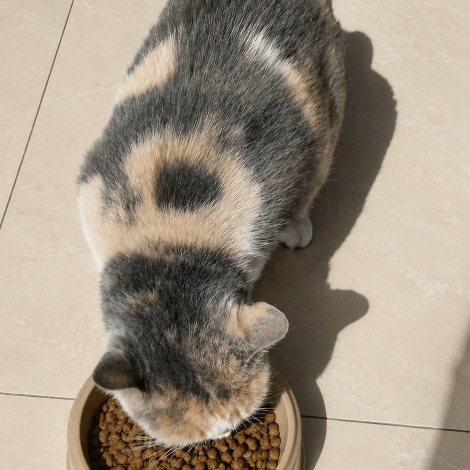 Merida, gata de porte pequeno para adoção em Rio de Janeiro - RJ