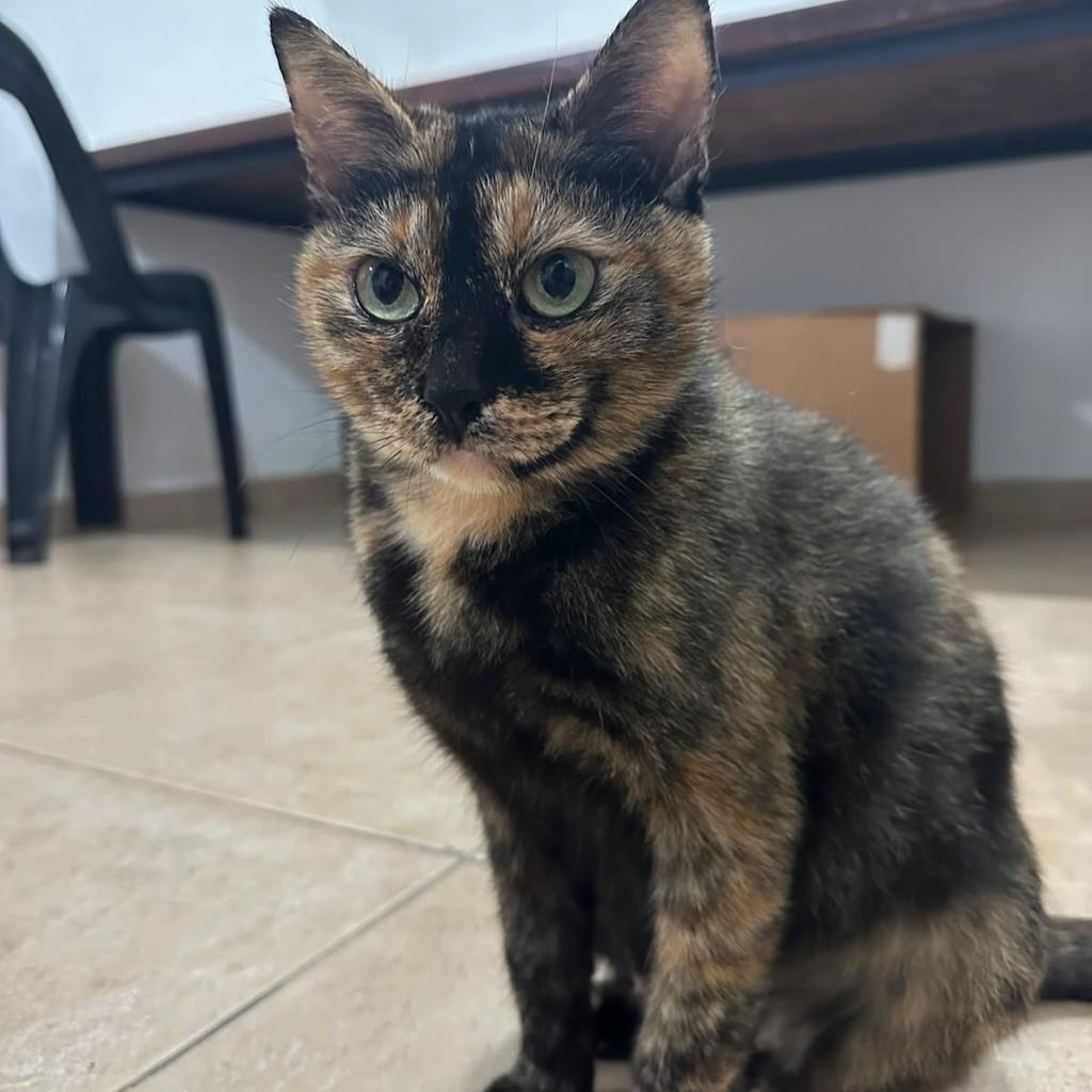 Magali, gata de porte pequeno para adoção em Rio de Janeiro - RJ