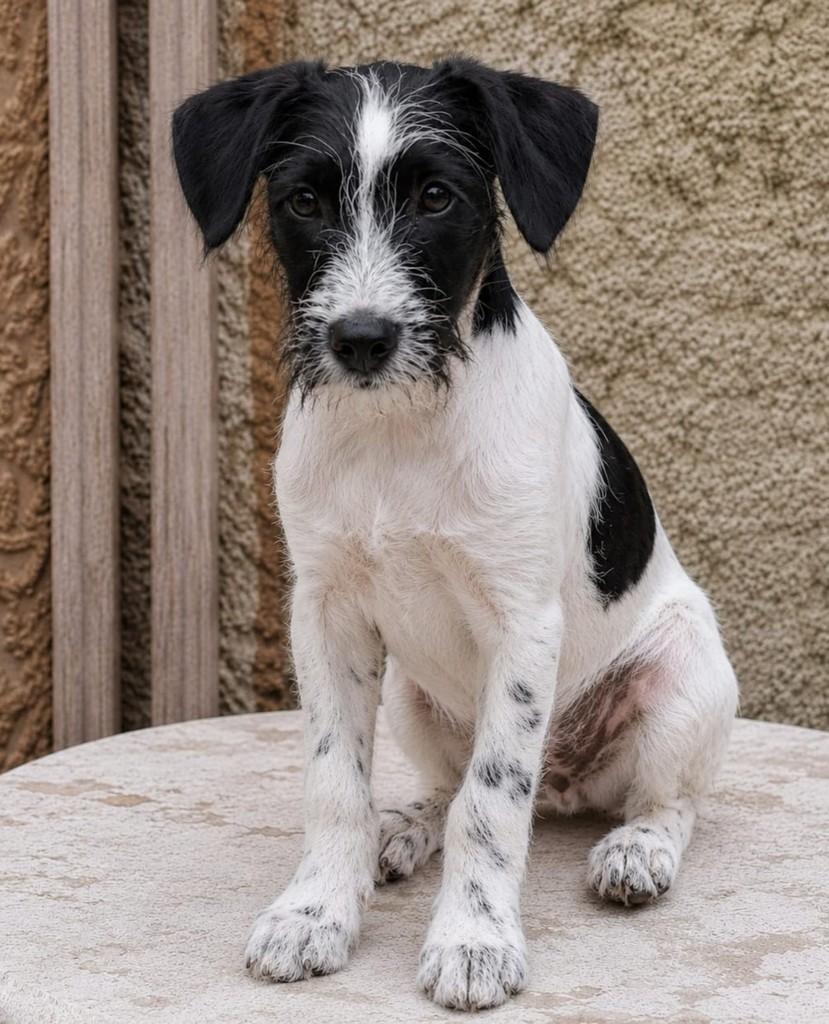 Sebastian, cachorro de porte grande para adoção em Rio de Janeiro - RJ
