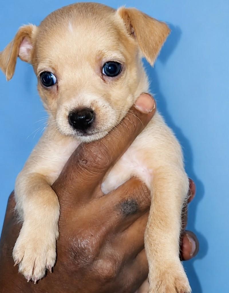 Amendoim, cachorro de porte pequeno para adoção em Rio de Janeiro - RJ