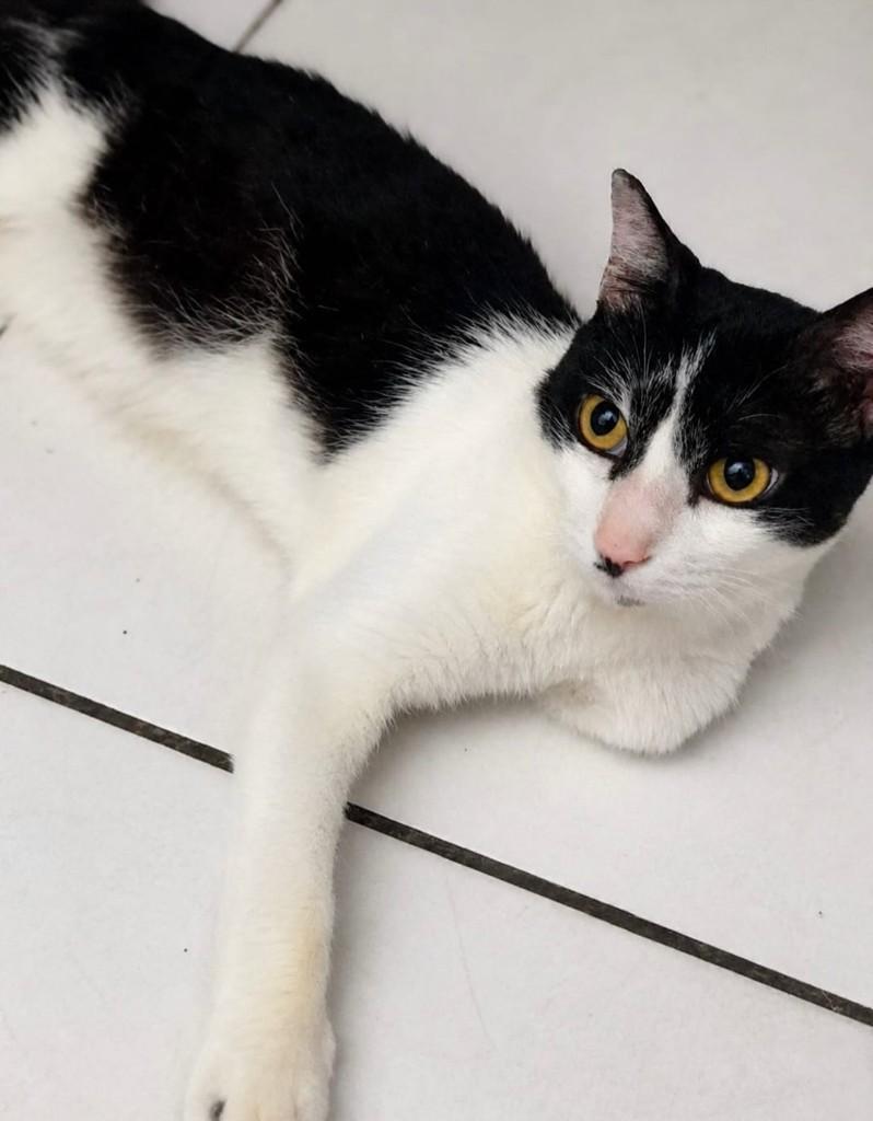 Léo, gato de porte médio para adoção em Rio de Janeiro - RJ