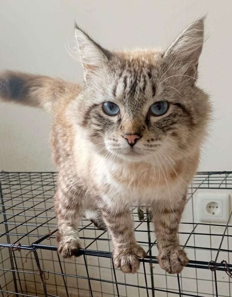 Niko, gato de porte médio para adoção em Rio de Janeiro - RJ