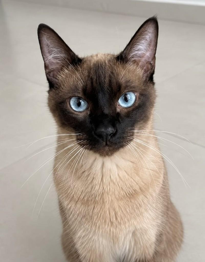 Hugo, gato de porte pequeno para adoção em Rio de Janeiro - RJ