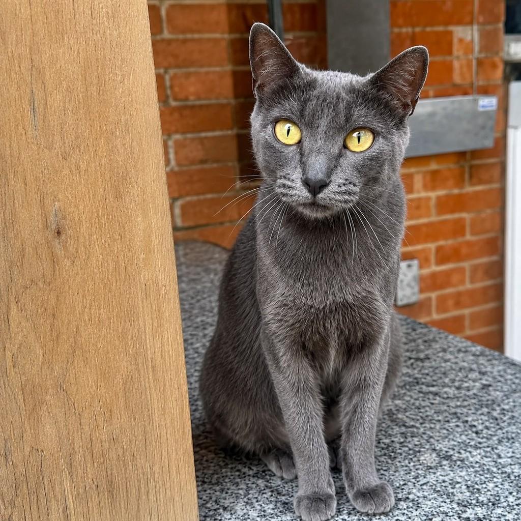 Frida, gata de porte pequeno para adoção em Rio de Janeiro - RJ — foto 2 de 3