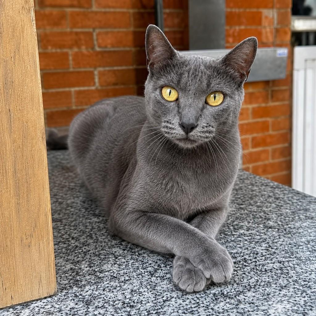 Frida, gata de porte pequeno para adoção em Rio de Janeiro - RJ — foto 3 de 3
