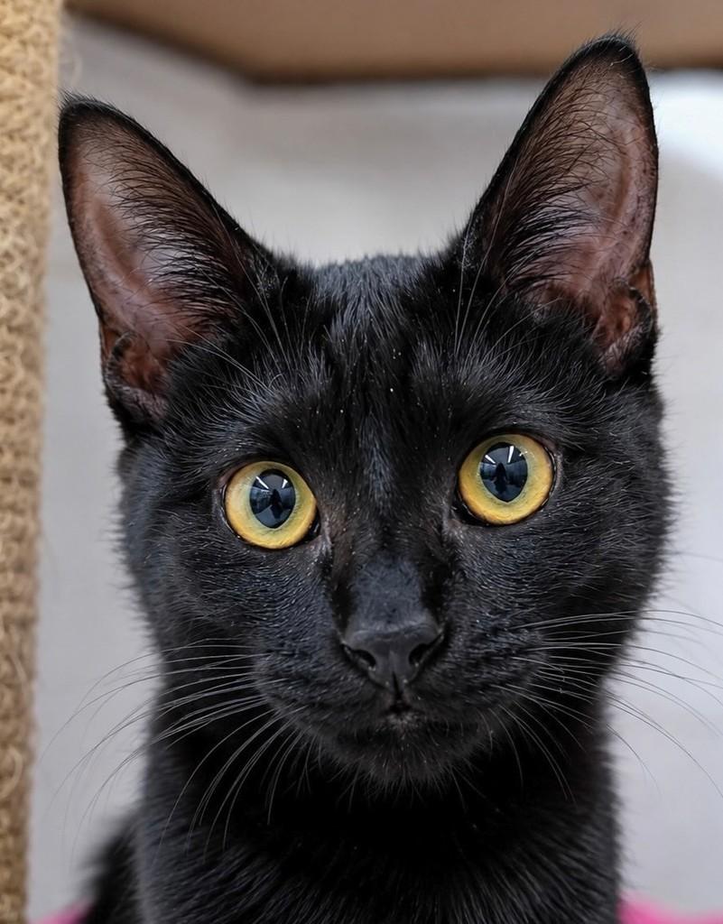 Nando, gato de porte pequeno para adoção em Rio de Janeiro - RJ
