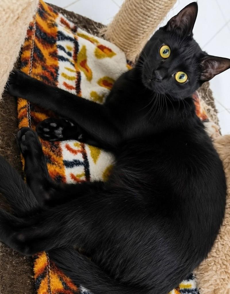 Nando, gato de porte pequeno para adoção em Rio de Janeiro - RJ — foto 2 de 3