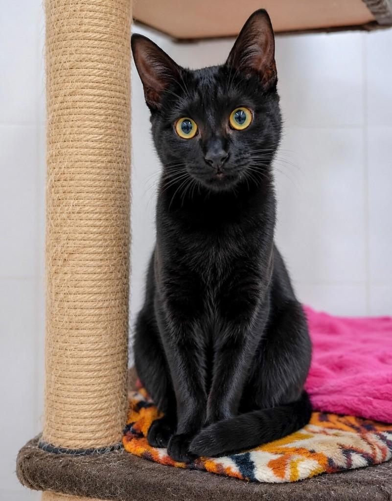 Nando, gato de porte pequeno para adoção em Rio de Janeiro - RJ — foto 3 de 3