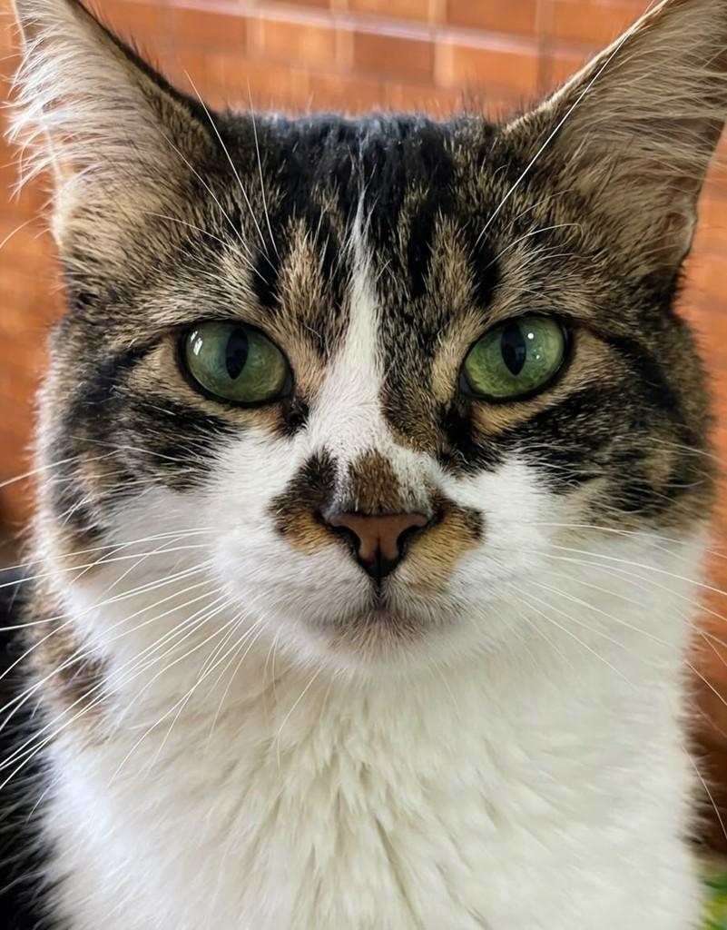 Bolinha, gato de porte médio para adoção em Rio de Janeiro - RJ