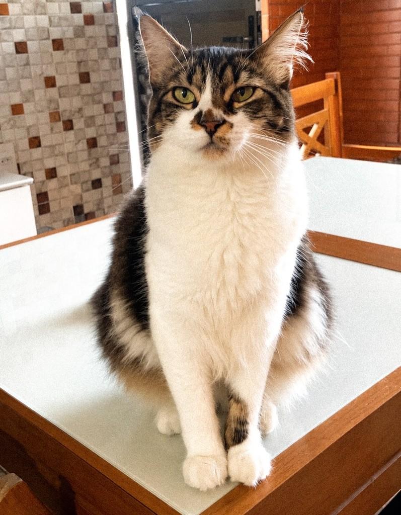 Bolinha, gato de porte médio para adoção em Rio de Janeiro - RJ — foto 2 de 3