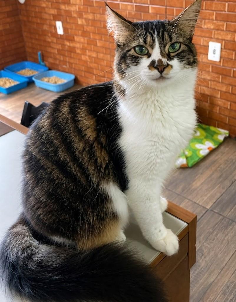 Bolinha, gato de porte médio para adoção em Rio de Janeiro - RJ — foto 3 de 3