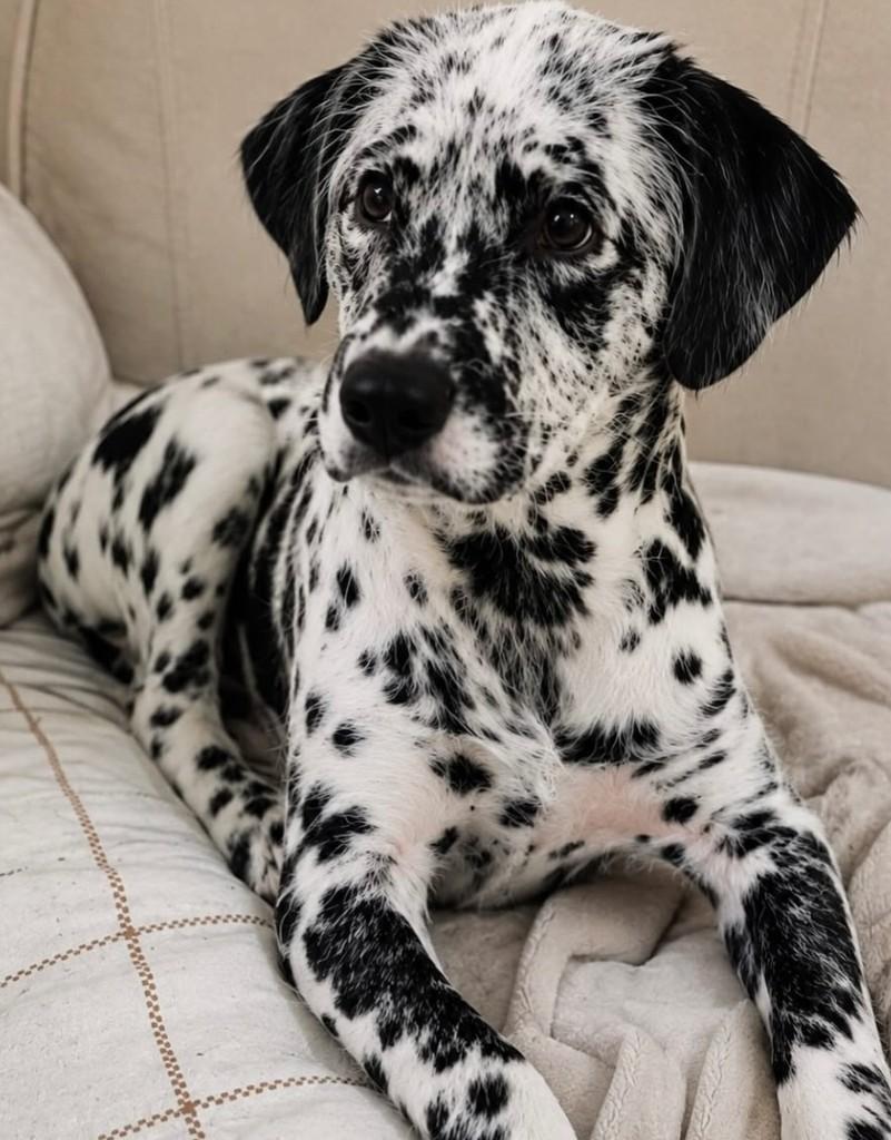 Max, cachorro de porte médio para adoção em Rio de Janeiro - RJ — foto 3 de 5