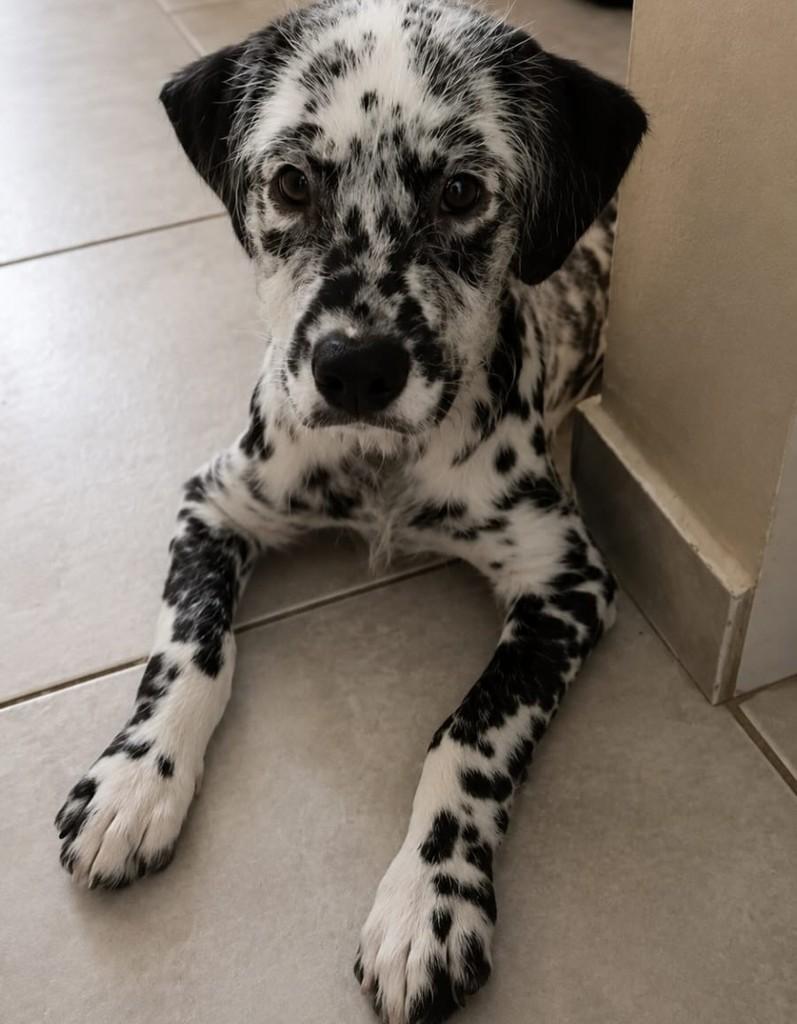Max, cachorro de porte médio para adoção em Rio de Janeiro - RJ — foto 4 de 5