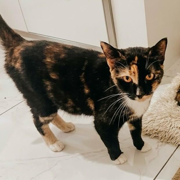 Zuri, gata de porte médio para adoção em Rio de Janeiro - RJ — foto 3 de 4