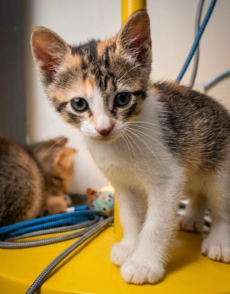 Maria Flor, gata de porte pequeno para adoção em Rio de Janeiro - RJ