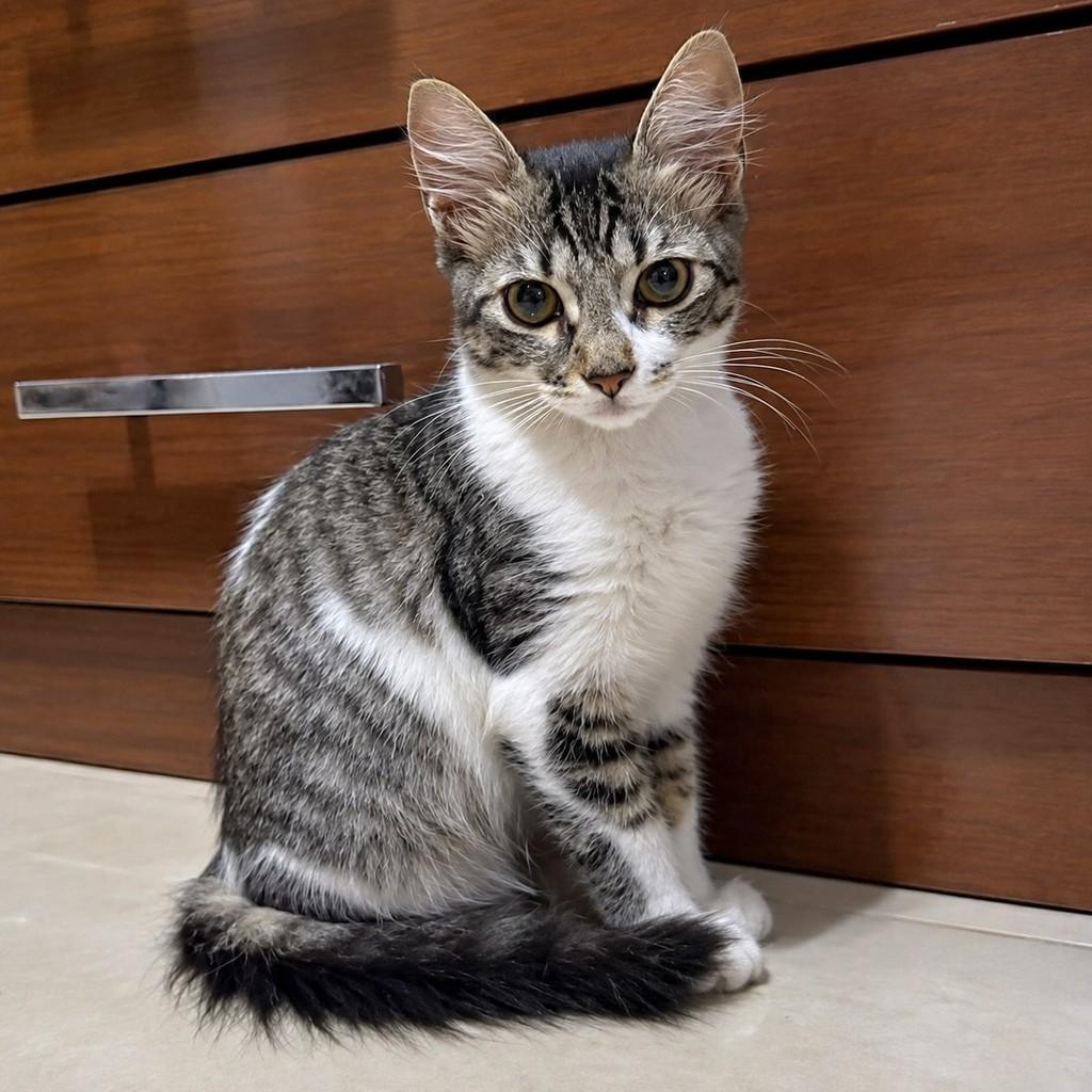 Frederica, gata de porte pequeno para adoção em Rio de Janeiro - RJ — foto 3 de 3